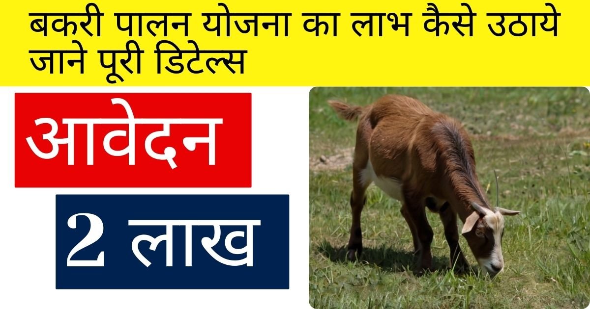 Goat Farming in Bihar